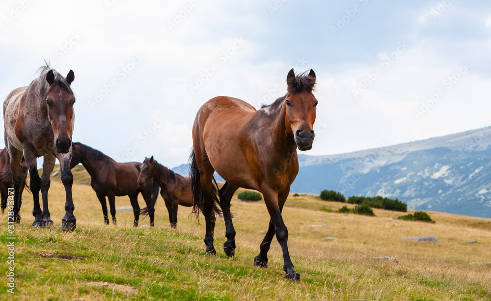 Wild horses roaming free on an alpine pasture in the mountains in summer Wild horses roaming free on an alpine pasture in the mountains in summer