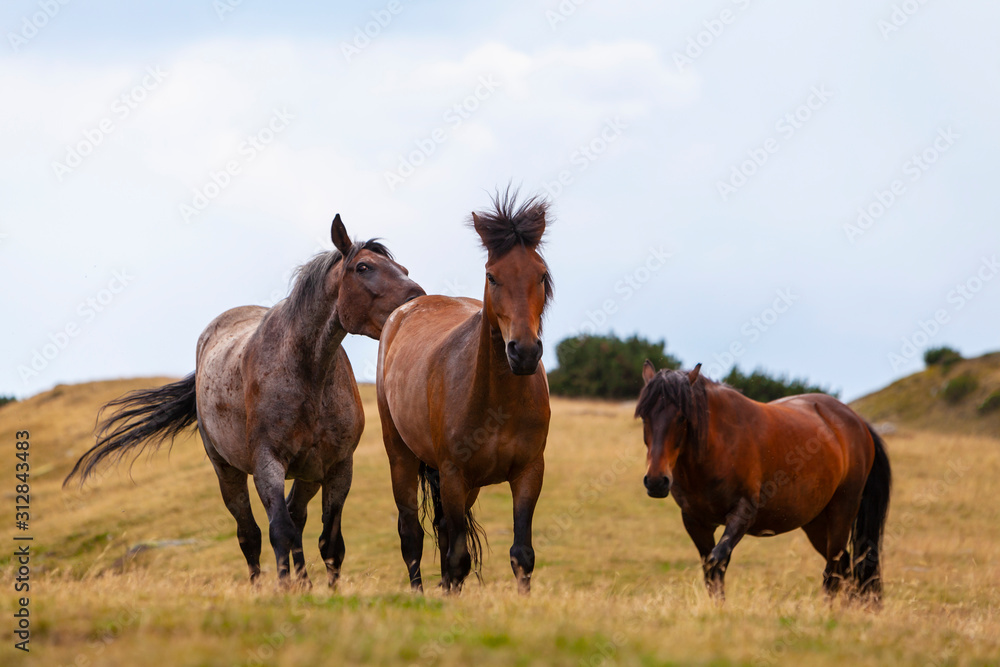 Wild horses roaming free on an alpine pasture in the mountains in summer Wild horses roaming free on an alpine pasture in the mountains in summer