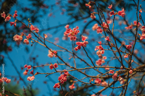 Colorful flowers on tree branches at sunset