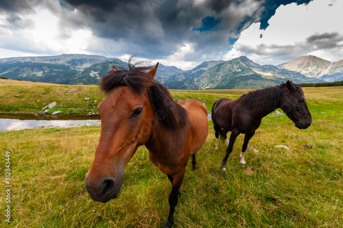 Free wild horses roaming on mountain pastures in the summer, in the Transylvanian Alps