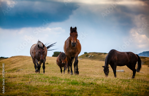 Wild horses roaming free on an alpine pasture in the mountains in summer