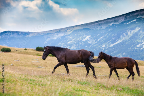 Wild horses roaming free on an alpine pasture in the mountains in summer