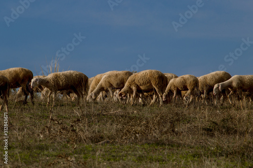 troupeaux de moutons en mac  doine