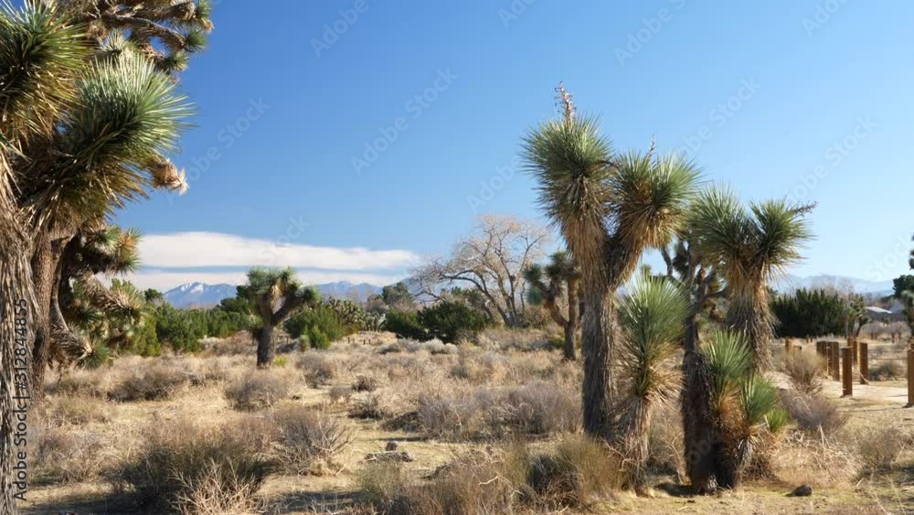 Pristine desert nature preserve habitat with Joshua trees and mountains under blue skies in southern California Pristine desert nature preserve habitat with Joshua trees and mountains under blue skies in southern California