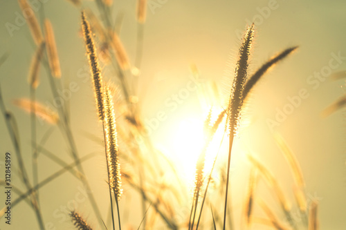 grass flowers