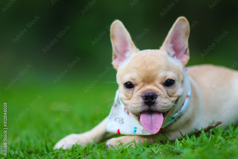 Cute French bulldog playing on green field
