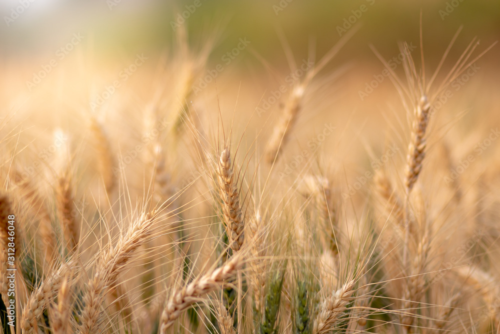Obraz premium Wheat crop field. Ears of golden wheat close up. Ripening ears of wheat field background. Rich harvest Concept.
