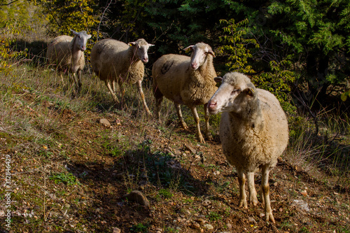 troupeaux de moutons en macédoine