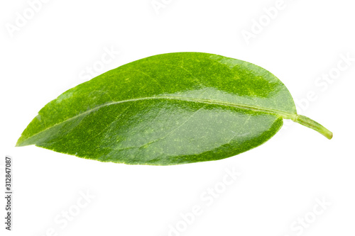 Green Lemon leaves isolated on white background with clipping path.