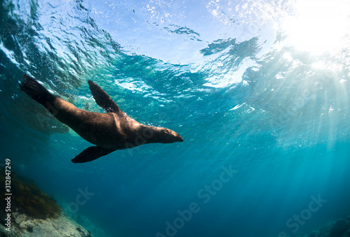 Playful seal swimming in the crystal clear water  Australia