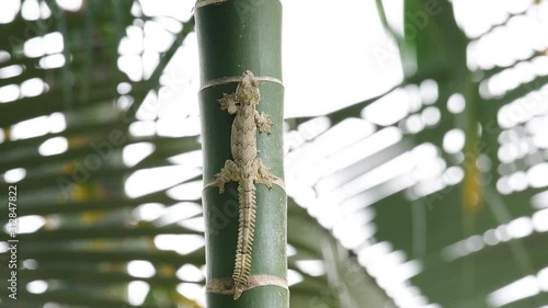 Cambodian Parachute Gecko, Ptychozoon tokehos, sticking on a palm tree while the wind blows and moves the leaves and branches. photo