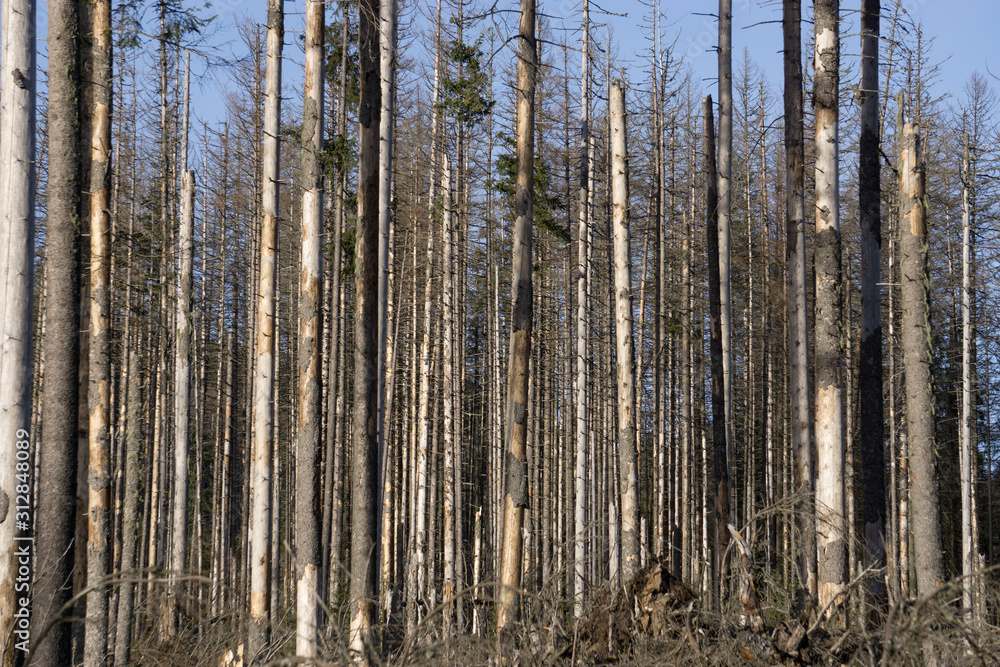 Dead trees in a dried forest. Global warming Dead trees in a dried forest. Global warming