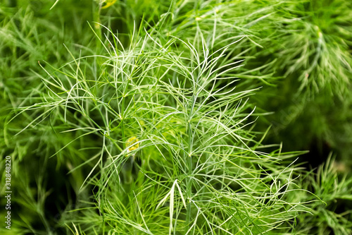 Fresh dill weed against a green background