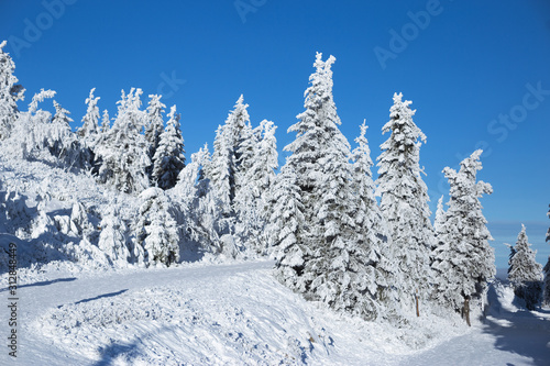 Christmas tree in the snow. Christmas background, Thick snow on trees