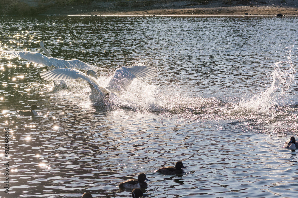 Fototapeta premium 白鳥の来る街 仙台