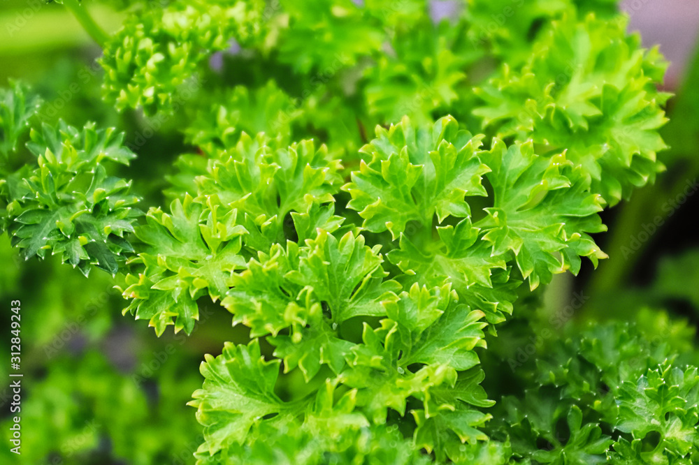 Closeup of fresh green curled parsley leaves Closeup of fresh green curled parsley leaves