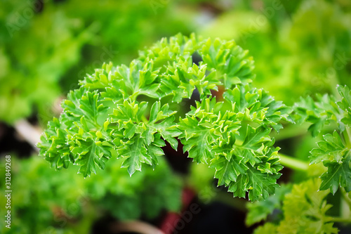 Closeup of fresh green curled parsley leaves