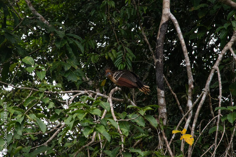 Amazon Bird from prehistoric ages Amazon Bird from prehistoric ages