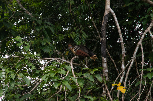 Amazon Bird from prehistoric ages