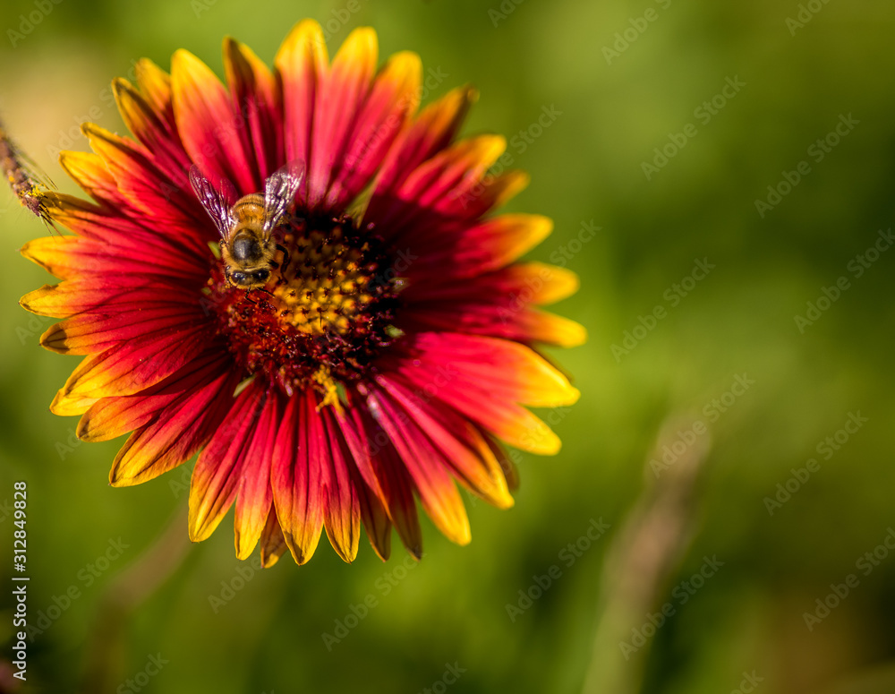 Bee on Firewheel Flower Bee on Firewheel Flower