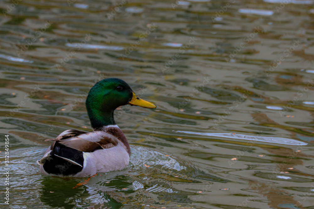 Obraz premium Duck in Water