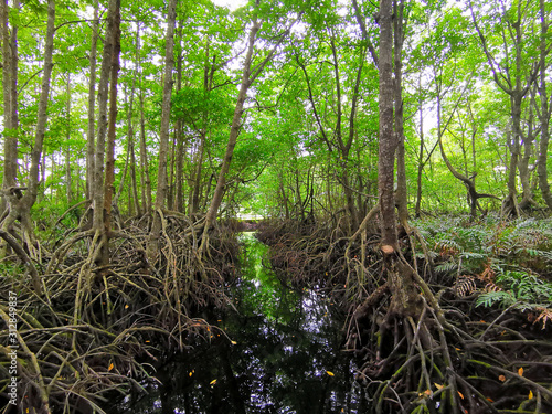 Mangrove forest during low tide.