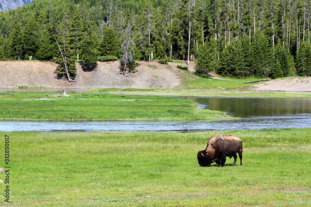 bison in yellowstone national park bison in yellowstone national park