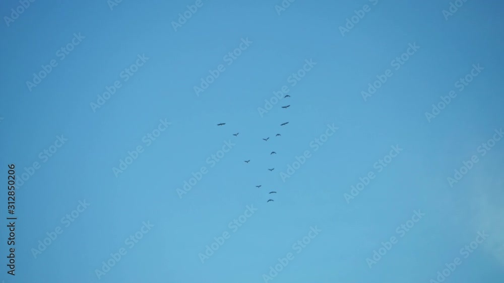 Flock of birds migrates, fly away in V formation, wedge soar high in blue sky