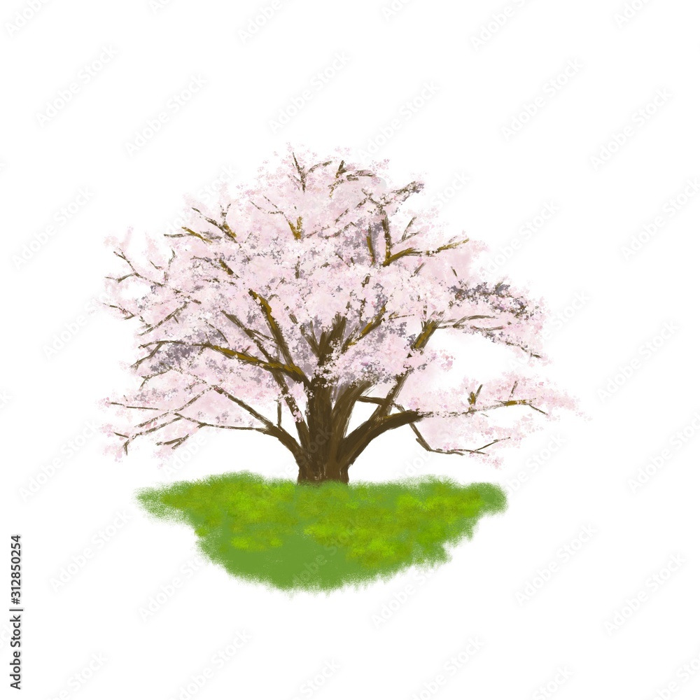 Cherry blossom, tree, spring flower