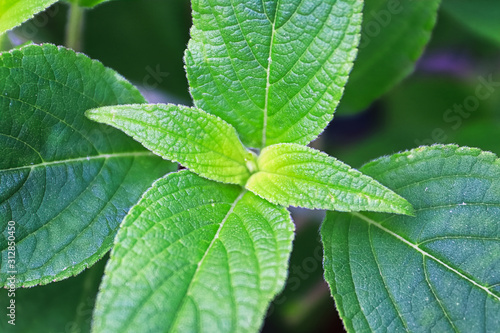 Macro views of the the center of sage leaves growing