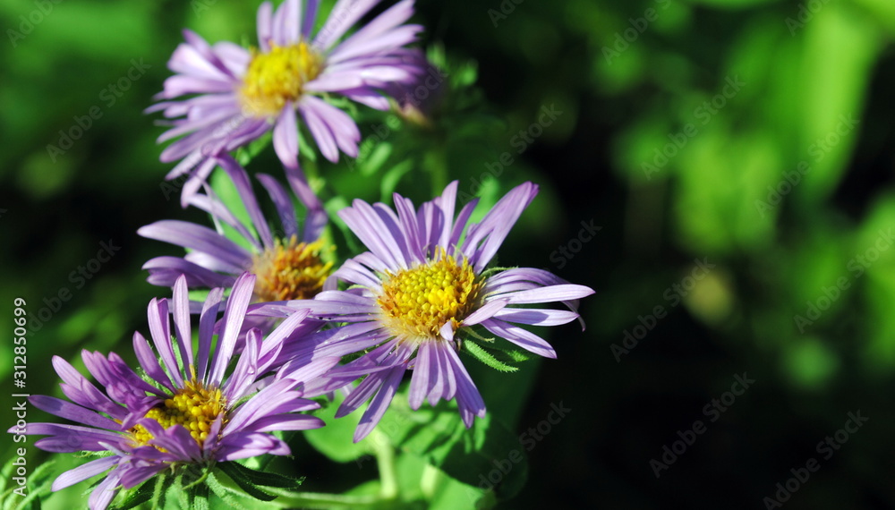 Blooming purple flowers Blooming purple flowers