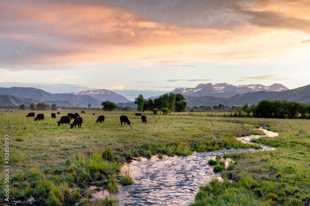 Obraz premium Pasture full of cattle and mountains in the background