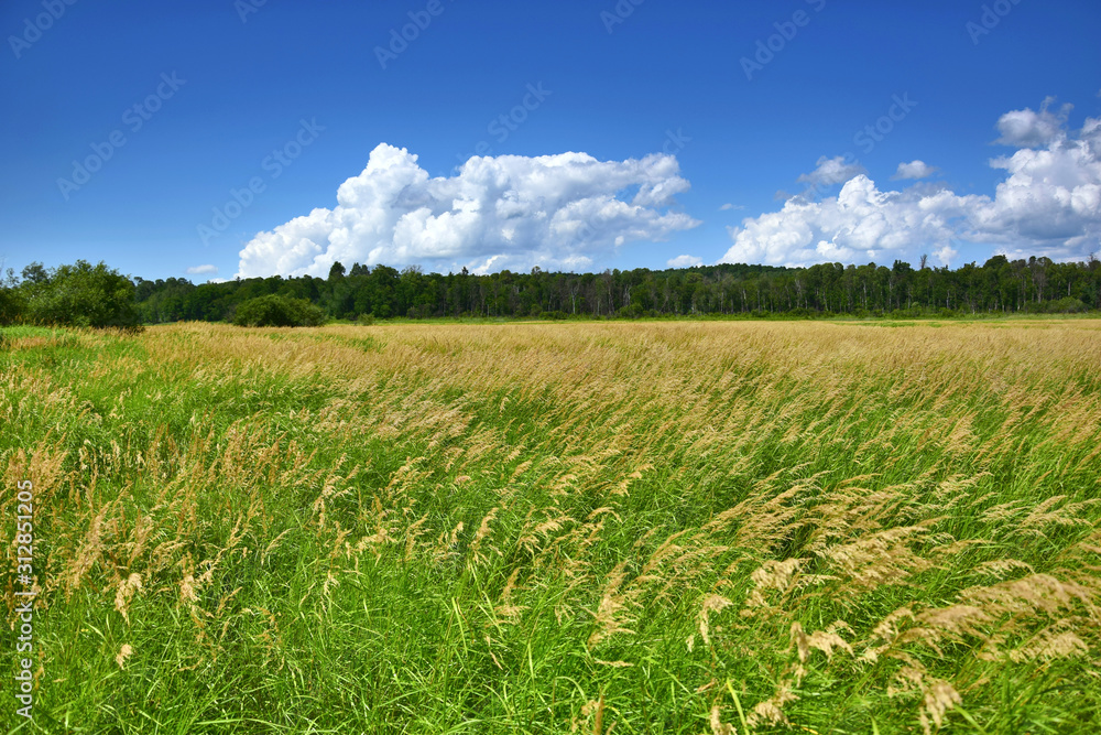 Green meadow. 