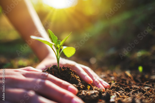 Closeup image of people preparing to grow a small tree with soil in the garden