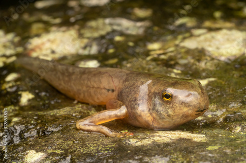 Fototapeta Naklejka Na Ścianę i Meble -  Mexican Tree Frog (Smilisca baudinii) tadpole