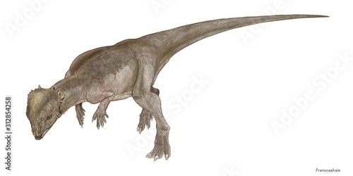 プレノケファレ　白亜紀後期に生息した小型の堅頭竜類の恐竜。多くの点で近縁種のホマロケファレと似ており、プレノケファレはその成体である可能性もある。頭部が良好な状態で発見されているが他の骨格はあまり目立った発見に至っておらず、想像図は同じイメージの大型種であるパキケファロサウルスを基に描いている。 photo