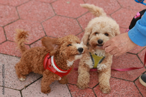 Canvas Print cute pair of poodle cross dogs being walked and fed a treat by their owner on th
