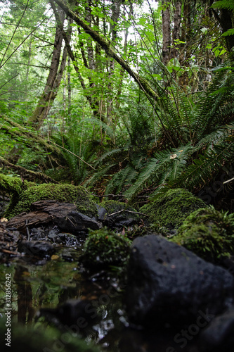 pnw forest