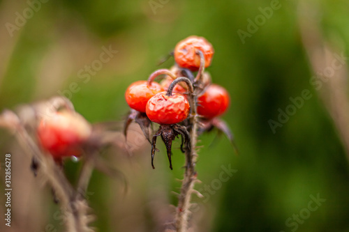 Canvas Print wilted rose hips in winter garden rain