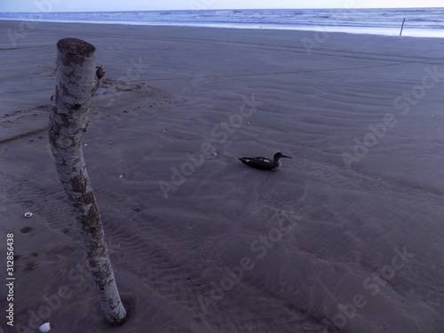 Ecosistema playero