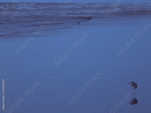Ecosistema playero
