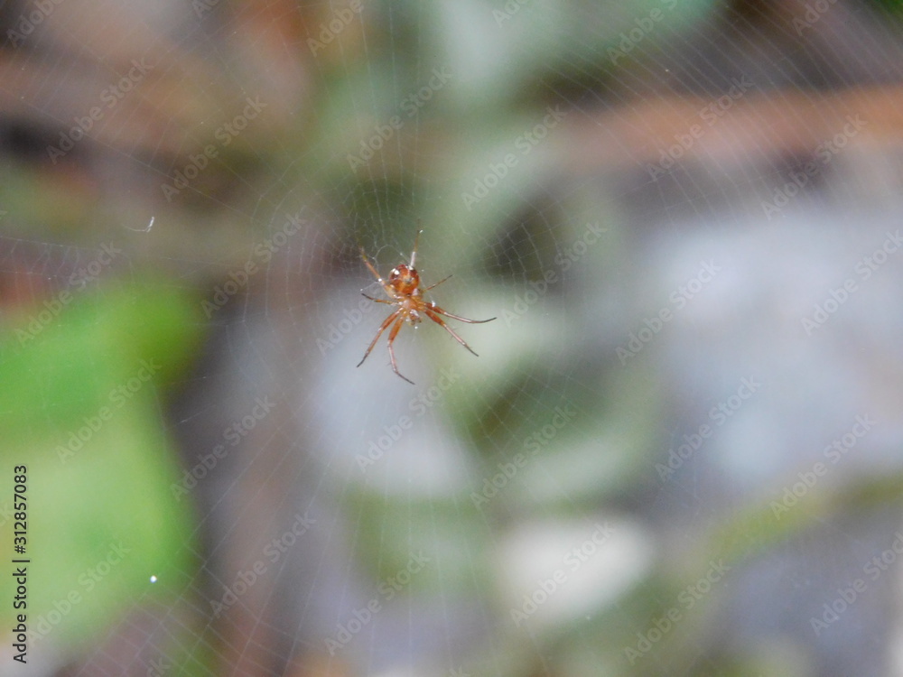 araña pequeña tejiendo red de telaraña araña pequeña tejiendo red de telaraña
