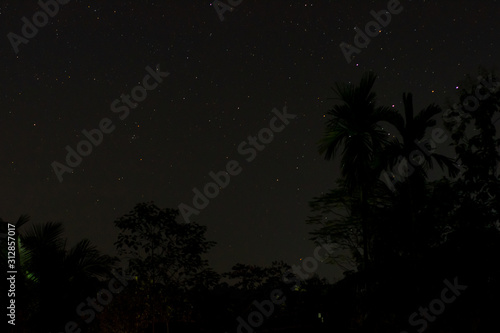 palm tree and starry sky