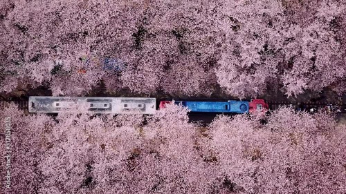 Top view Video at jinhae cherry blossom,Busan City,South Korea photo