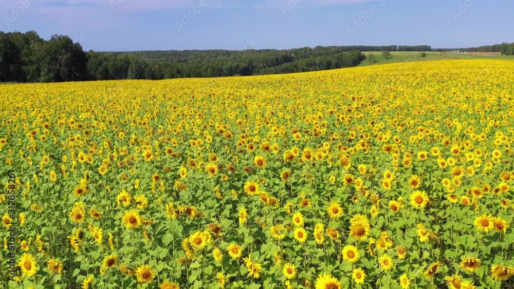 Aerial video from drone of sunflower fields in Altai region. Siberia. Russia Aerial video from drone of sunflower fields in Altai region. Siberia. Russia