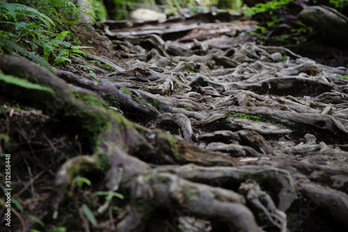 roots in hiking trail 