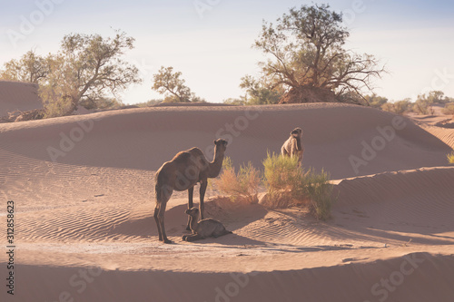 Mother and baby camel in Sahara desert, beautiful wildlife near oasis. Camels walking in the Morocco. Brown female trampler with white cub. One-humped camels. Picturesque sunny day with blue sky photo