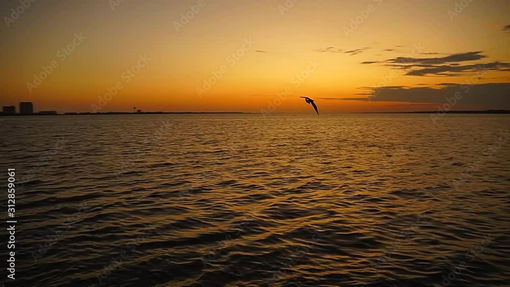 A seagull romantically flies by while the sun sets the sky on fire over the ocean A seagull romantically flies by while the sun sets the sky on fire over the ocean