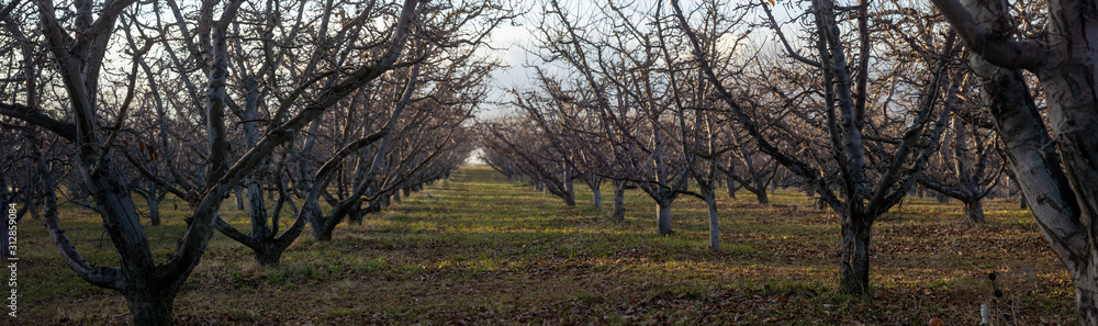 Apple Orcahrd Panorama - Winter