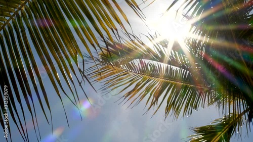 palm trees in the caribbean photo